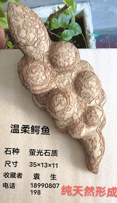 YX3 &nbsp;&nbsp;&nbsp;&nbsp;&nbsp;温柔鳄鱼 &nbsp;&nbsp;&nbsp;纯天然形成 &nbsp;&nbsp;&nbsp;&nbsp;石种:萤光石质 &nbsp;&nbsp;&nbsp;&nbsp;&nbsp;&nbsp;尺寸:35x13x11 &nbsp;&nbsp;&nbsp;&nbsp;&nbsp;&nbsp;&nbsp;收藏者 : &nbsp;袁 生电话:18990807198